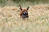 STAFFIE 114